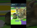persahabatan yang tulus #faktadunia #animals #youtubeshorts