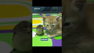 persahabatan yang tulus #faktadunia #animals #youtubeshorts