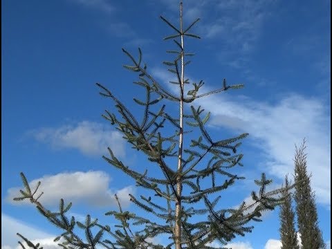 ისტორია მეორდება - გორის ცენტრში ნაძვები დარგეს 07.12.2017