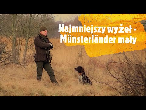 Wideo: Hiszpański pies wodny