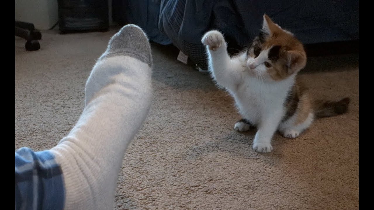 ADORABLE Kitten ATTACKS TOO CUTE! YouTube
