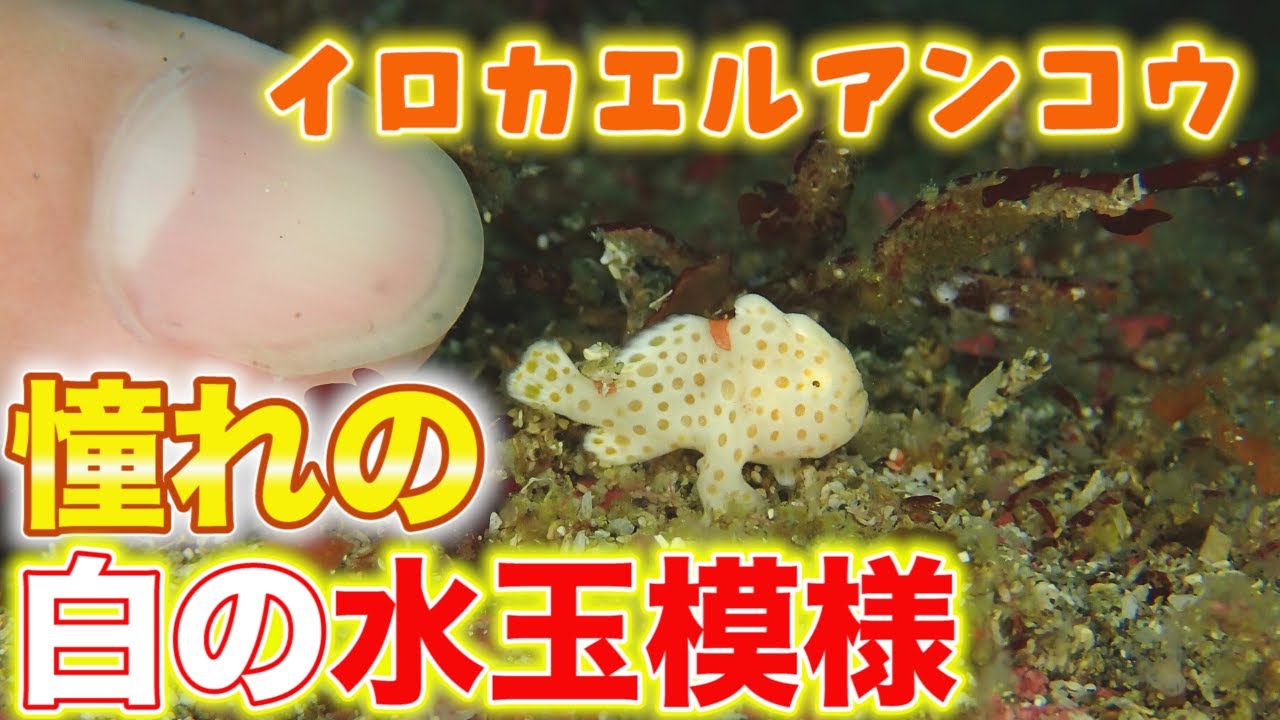 ダイバーから大人気！白地に水玉模様のイロカエルアンコウの赤ちゃんを