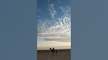 أَفَلَا يَنظُرُونَ إِلَى الْإِبِلِ كَيْفَ خُلِقَتْ  #تلاوه #آية #quran_h2o #قرآن #لاإله_إلا_الله