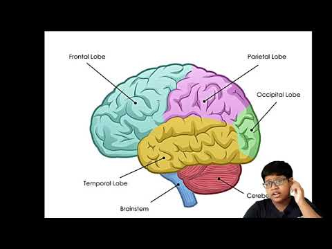 Human Nervous System - YouTube