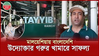 মালয়েশিয়ায় দিনে দিনে কদর বাড়ছে বাংলাদেশি উদ্যোক্তা গরুর চাহিদা | Malaysia |Bangladeshi Entrepreneur