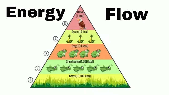 Energy flow in an ecosystem (Updated)