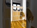 Ultimate Cat Vs Box Battle 😹📦