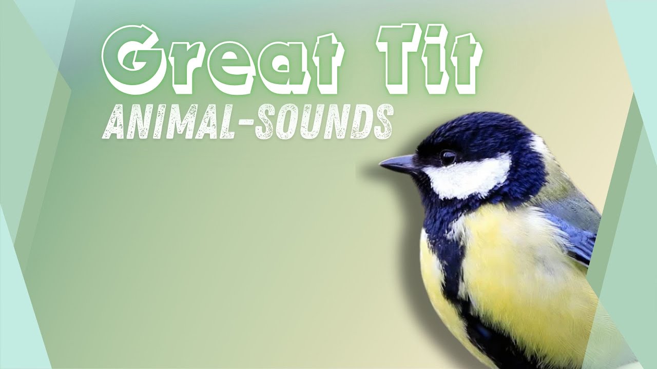 Spring Sounds: Great Tit Song Recorded in the Wild 🐦‍⬛