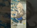 ❤️aj bhut yad a rhi hain 😭 #shorts #sad #petsrule #viral #cute #minivlog #pets #dabbu #missyou