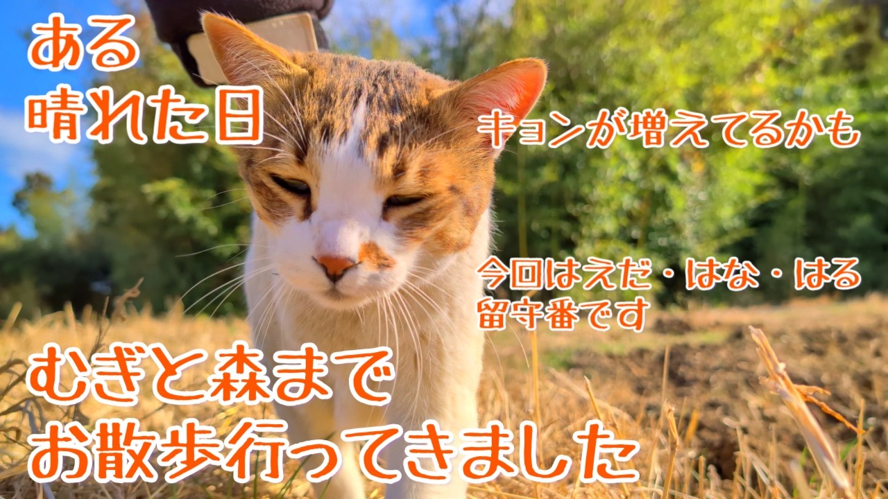 ２月のある晴れた日、むぎと森まで散歩に行きました