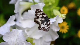 Nature WhatsApp Status Video 30 Seconds with Relaxing Music| Nature Love Song Background 2022|4K screenshot 1