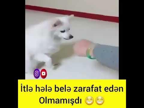 🔴İtlə hələ bele zarafat eden olmamisdi  2019 izlemeye deyer 😂😂