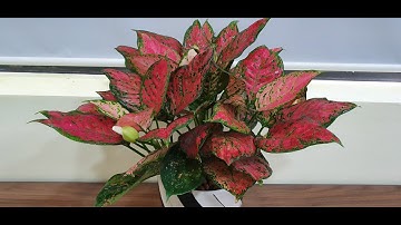 Cây Vạn Lộc – cách trồng và nhân giống | Aglaonema ‘lady valentine’ – Growing Guide and Propagation
