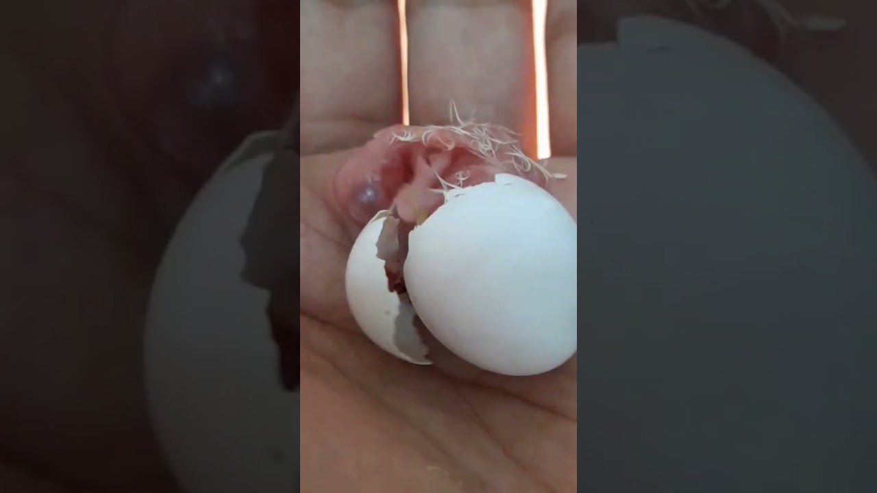 لحظه خروج وانقاذ فرخ كروان وقت خروجه من البيضه سبحان الخالق❤️💯🐦 #cockatiel #اكسبلور #birds #متابعه