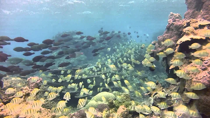 Palmyra Atoll; A Tropical Summer, Life Beyond the ...