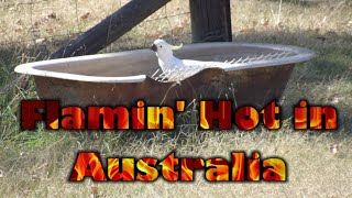 Flamin Hot in Australia