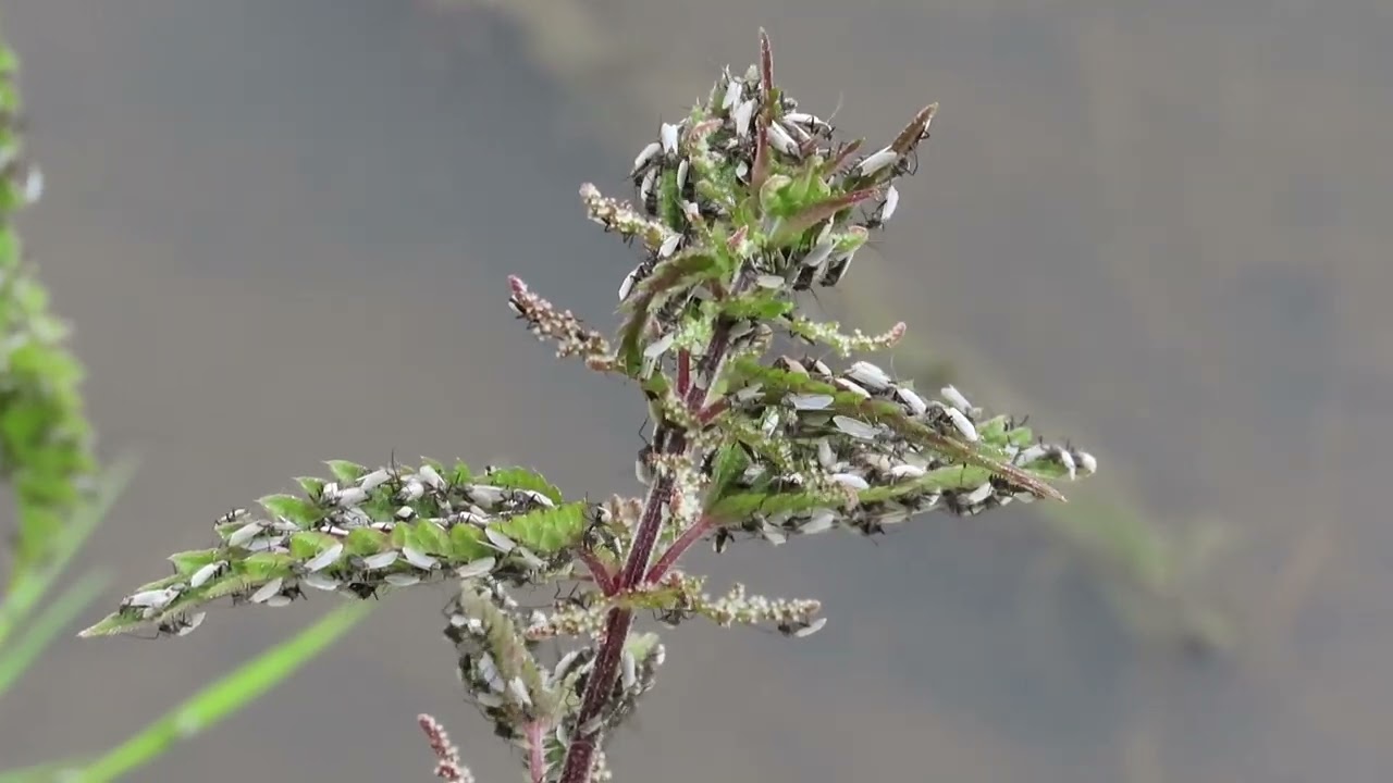 Dansvliegen 25 05 2023