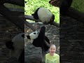 Mom Panda nips baby's paw-startled cub nearly takes a tumble!🐼😆#panda #cutebaby #babypanda #cutiepie