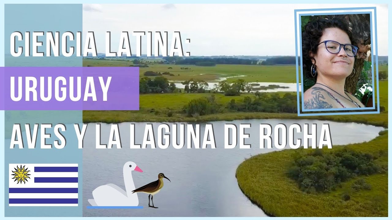 Aves Playeras, Conservación, y una escapada a Rocha! Agus Medina | Ciencia Latina | Mel Nuesch