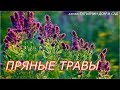 ПРЯНЫЕ ТРАВЫ