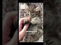 😺ALERTA POR VIRUS EN FELINOS😺#gatos #virus #viral #fypシ #mexico
