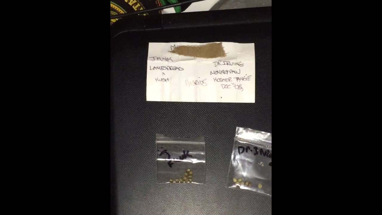 710 seeds shout out go get it