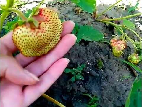 Клубника гребешок фото