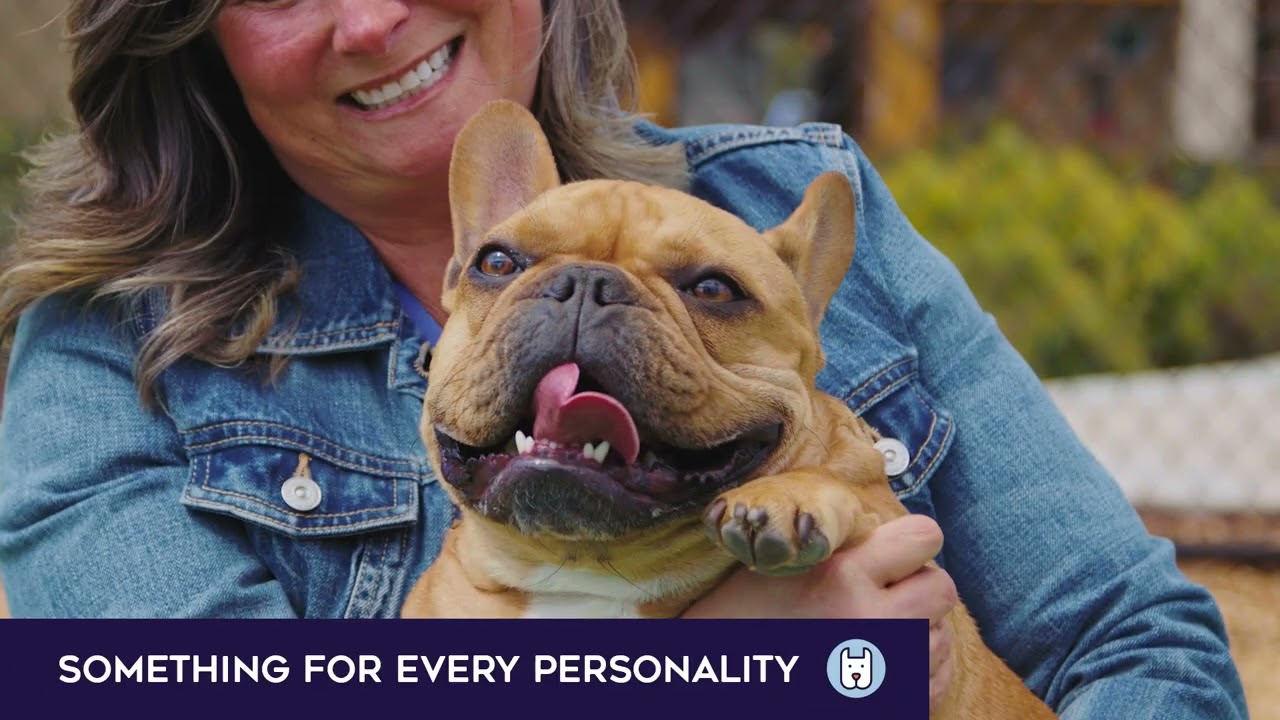 Fairfield Pets - Pet-Friendly Apartments