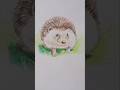 Hedgehog Drawing 🥰