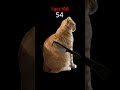 Cat #memes #cat #viral #funny #art #shorts