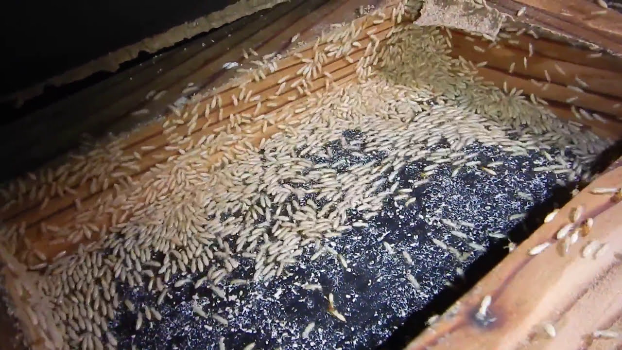 鹿児島県出水市 大脇シロアリ 閲覧注意 本当に凄い 天井裏のシロアリの群れ 鹿児島県出水市シロアリ駆除 阿久根市シロアリ駆除 長島のシロアリ駆除の事なら Youtube