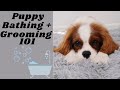 How to Bathe & Groom Your Puppy! | Cavalier King Charles Spaniel | Tips & Tricks