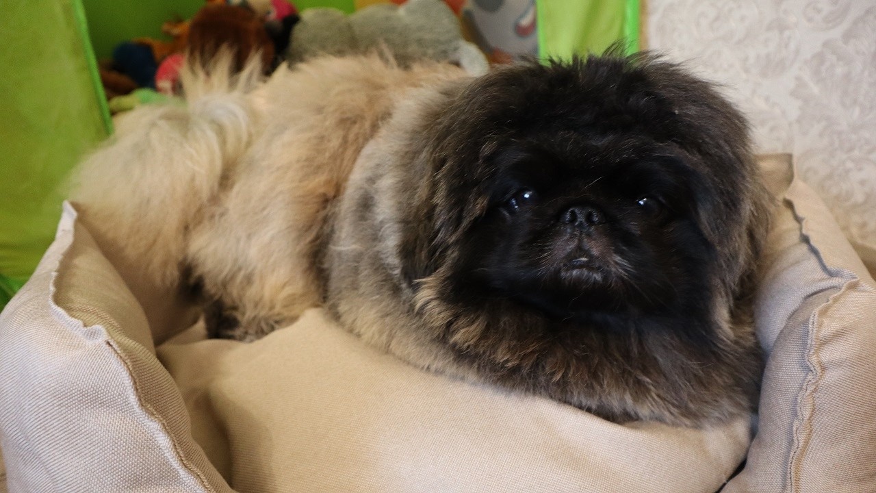 Пекинес Дендик наслаждается жизнью