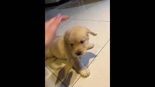 Precious Puppy Falls Backwards Attempting to Catch Fern