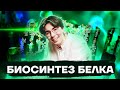 Биосинтез белка | Биология ОГЭ 2022 | Умскул