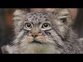 Pallas's cat エルくん 那須での最後の１日    マヌルネコ    2020年2月24日     那須どうぶつ王国にて