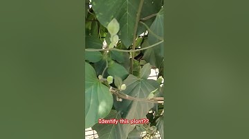 New pattern in AIAPGET exam ( Image based Questions ) -15 | Ayurveda PG preparation app |