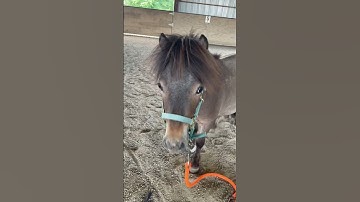 Thumbnail of Bruno is chunky #minihorse #miniaturehorse #mini #horse #equestrian #pony #stallion