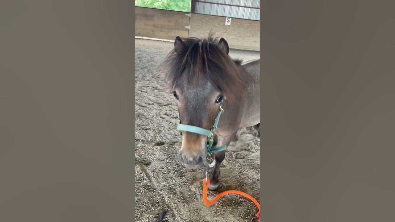 Bruno is chunky #minihorse #miniaturehorse #mini #horse #equestrian #pony #stallion
