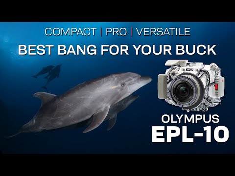 The Best Bang For Your Buck: Olympus PEN E-PL10 & Backscatter Octo Housing