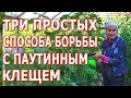 Три супер средства от паутинного клеща. Нашатырный спирт от паутинного клеща.