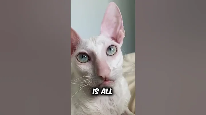 Video 6292751: munchkincat pets animals, cat munchkincat, cat breed animals pets, smallest cat breed, singapura cat breed