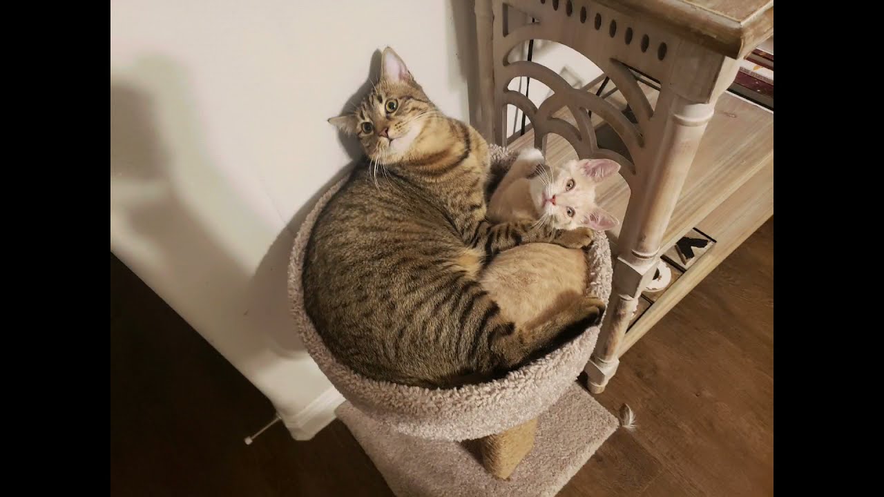 Sammy and Whisky💛🖤