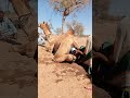 في صحراء السيراي نساء يجلسن خلف الجمل ويحر كن أنبوب ا صغير ا بمادة غامضة لمنحه البرودة