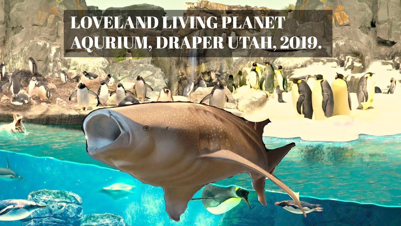 अमेरिकाको जलकुँडमा कत्तो माछा ?LOVELAND LIVING PLANET AQUARIUM DRAPER ... - MaxresDefault