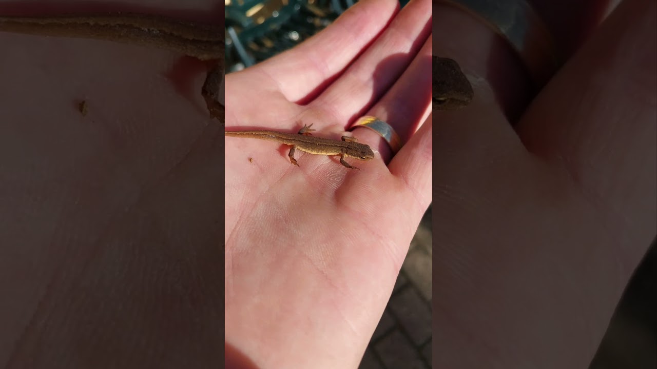 Smooth newt, European newt, northern smooth newt. Lissotriton vulgaris. Lille vandsalamander