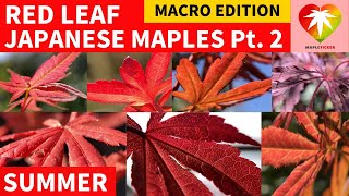 Red Leaf Japanese Maples Part 2