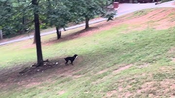 Lana the Pudelpointer Retreiving Bumpers