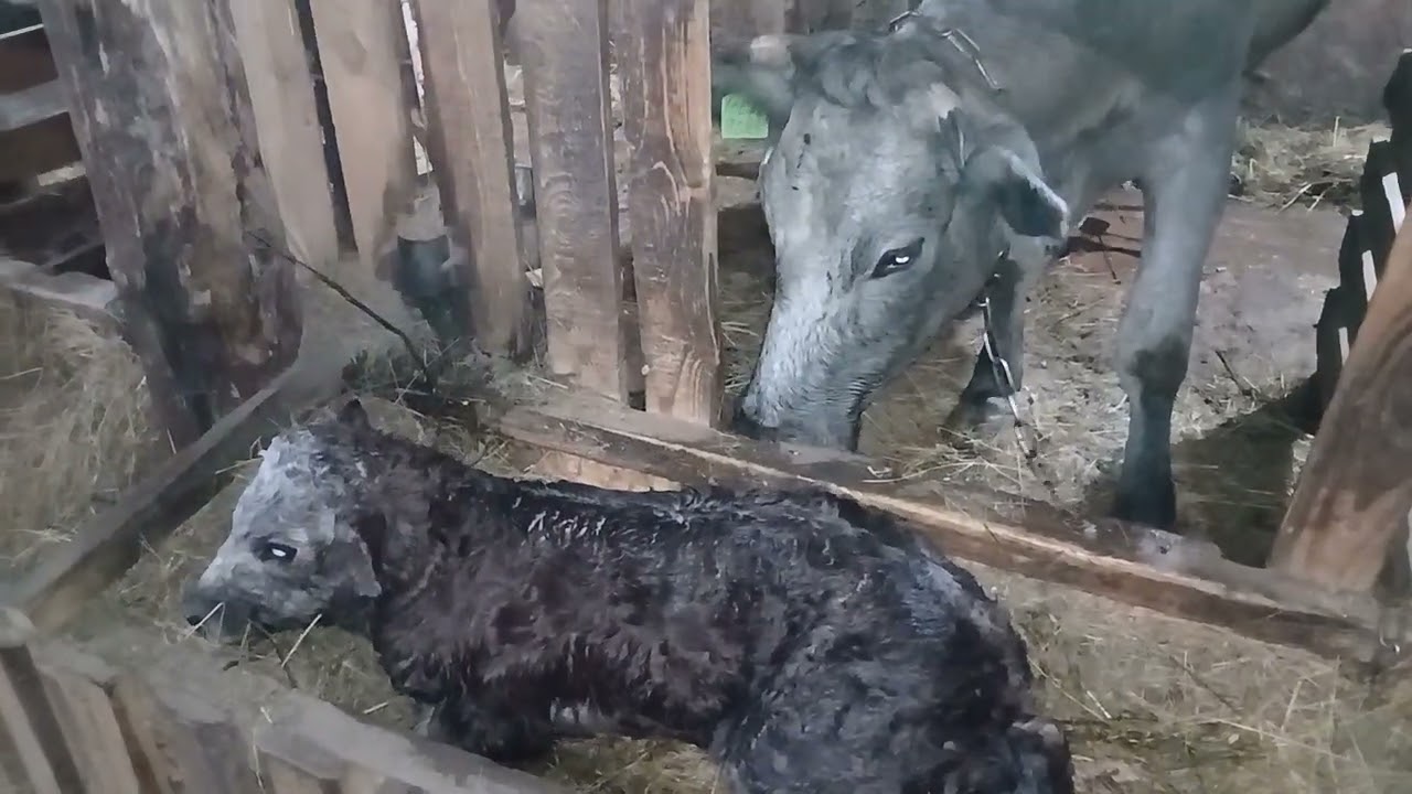 Ночь ,на дворе 8 февраля!Черника родила Голубику!Приняла 12 отел ,счёт 6:6!