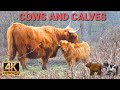 Cows and Calves outside in the Nature - 4K UHD Video 🐂🐄🐃🌿🍃